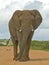 Huge Addo Bull Elephant