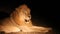 The huge adult lion Panthera leo male lying in dark night on the dry sand.