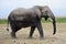 A huge Africa elephant