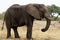Huge African Bull Elephant