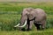 Huge African elephant bull