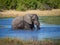 Huge African elephant bull wading through and drinking from river water, safari in Moremi NP, Botswana