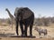 Huge african elephant, an oryx and a giraffe
