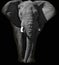 Huge African elephant portrait