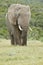 Huge African elephant standing and eating grass