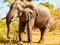 Huge african elephant on sunny day in savanna