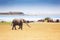 Huge African elephant walking near the waterhole