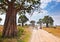 Huge African trees and safari jeeps in Tanzania.