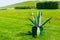 Huge agave americana or american aloe in wooden pot in a park