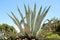 Huge agave close up