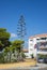 Huge agave fruit in Sitges street, Spain