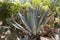 Huge agave plant growing in Grand Cayman Island