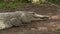 Huge Agile Orinoco Crocodile, Wisirare, Colombia