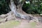 The huge air roots of the ficus & x28;banyan& x29; in the botanical garden on the island of San Miguel