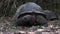 A Huge Aldabra Giant Tortoise Walking on a Prison Island in Zanzibar, Africa.