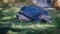 A huge aldabra tortoise looks up with some grass hanging out of his mouth at a Zoo