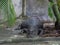 Huge alligator lying on a concrete floor in a crocodile farm