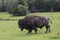 Huge American bison seen in profile walking on grass