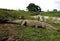 Huge american crocodile,tarcoles river,costa rica