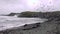 Huge amount of Seagulls feeding at the coast of Maghery in County Donegal during the storm- Ireland