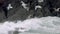 Huge amount of Seagulls feeding at the coast of Maghery in County Donegal during the storm- Ireland