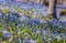 A huge amount of tender flowers of blue spring scilla siberica on nature forest background like a flower sea or flower carpet.