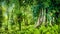 Huge ancient Banyan tree covered by vines in Bali Jungle