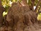 A huge ant hill located in busumbala of the Gambia