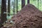 Huge anthill close-up with trees in the background