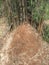 Huge anthill in the forest