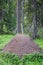 Huge anthill in a forest in Finland