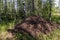 huge anthill in the summer forest, among birches