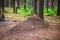 Huge anthills in the coniferous forest near the ecological trail of the village of Komarovo.Gulf of Finland, Coastal zone