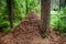 Huge anthills in the coniferous forest near the ecological trail of the village of Komarovo.Gulf of Finland, Coastal zone