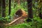 Huge anthills in the coniferous forest near the ecological trail of the village of Komarovo.Gulf of Finland, Coastal zone