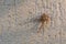 Huge Araneus Diadematus Spider on a Wall in Autumn