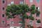 A huge araucaria in front of a residential building