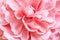 Huge Artificial Rose Background.Pink flower close up