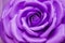 Huge Artificial Violet Rose Background.