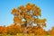 Huge autumn oak in the park in the meadow