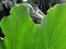 Huge Backlit Bright Green Tropical Leaf with Tropical Vegetation in Background