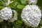 Huge balls of inflorescences of white garden hydrangea. Beautiful hydrangea flowers were introduced to Europe at the beginning of