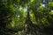 A huge banyan tree