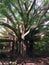 Huge banyan tree