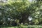 Huge banyan tree - Ficus benghalensis - in Havana, Cuba