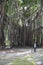 Huge banyan tree - Ficus benghalensis - in Jamaica