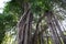 Huge banyan tree - Ficus benghalensis - in Jamaica