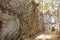 huge banyan tree on a high wall of an abandoned ancient castle in the green jungle