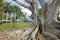 Huge Banyan tree or Moreton Bay fig in the back of the Edison and Ford Winter Estates in Fort Myers, USA