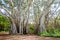 Huge banyan tree on Oahu, Hawaii